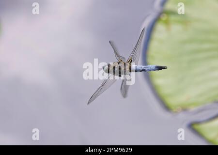 Scarsa Chaser - in volo Libellula fulva Grande Leighs, Essex IN003554 Foto Stock