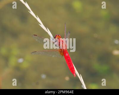 Scarlatto Darter Crocothemis eritraea Bulgaria IN003612 Foto Stock