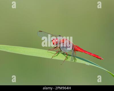 Scarlatto Darter Crocothemis eritraea Bulgaria IN003617 Foto Stock