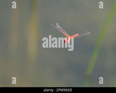 Darter rosso venato - maschio in volo Sympetrum fonscolombii Bulgaria IN003667 Foto Stock