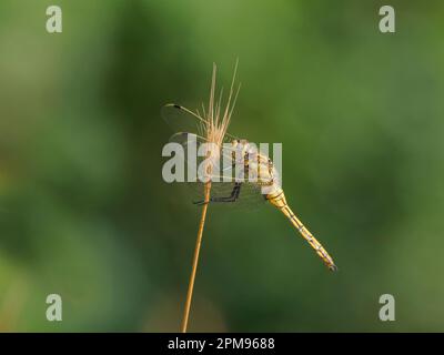 Black Tailed Skimmer Dragonfly - femmina a riposo Orthetrum cancellatum Bulgaria IN003703 Foto Stock