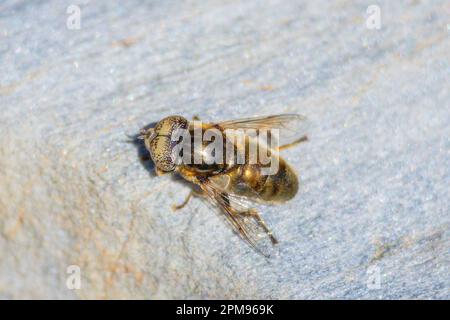 Eristalinus aeneus, Laguna comune Fly Foto Stock