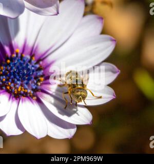 Eristalinus aeneus, Laguna comune Fly Foto Stock