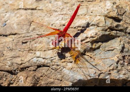 Trithemis kirby, Dragonfly Dropwing di Kirby Foto Stock