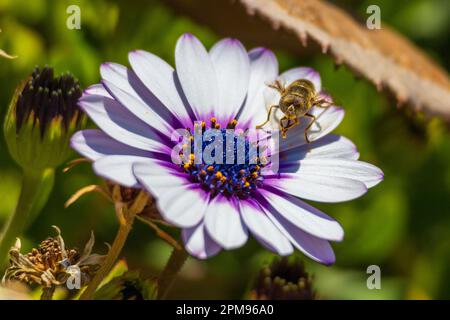 Eristalinus aeneus, Laguna comune Fly Foto Stock