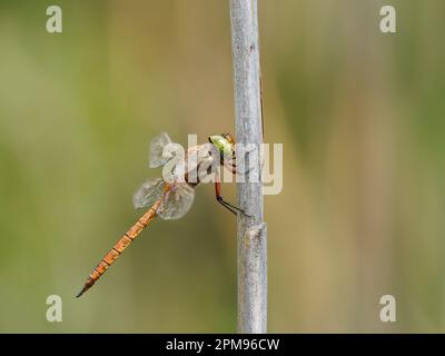 Norfolk Hawker Dragonfly - a riposo Aeshna isoceles Bulgaria IN003828 Foto Stock