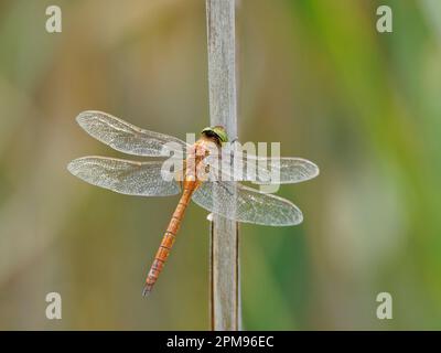 Norfolk Hawker Dragonfly - a riposo Aeshna isoceles Bulgaria IN003829 Foto Stock