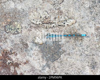 Blue Damselfly comune - su lichen roccia coperta Enallagma cyathigerum Abernethy Forest, Scozia, UK IN003999 Foto Stock