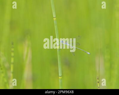 Emerald Damselfly Lestes sponsa Abernethy Forest, Scozia, Regno Unito IN004026 Foto Stock