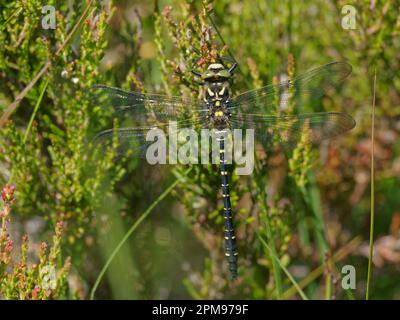Golden ringed Dragonfly Cordulegaster bontonii Beinn Eighe, Scotland, UK IN004161 Foto Stock