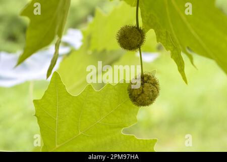 Frutti di sicomoro immaturi tra il verde fogliame in un parco in una giornata di sole. Primo piano. Spazio di copia. Messa a fuoco selettiva. Foto Stock