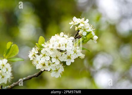 Fiore bianco di un albero di mela su un fondo verde di fuoco morbido Foto Stock