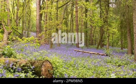 Bluebells cresce intorno ad un albero abbattuto nel Hartshill Hayes Country Park Foto Stock