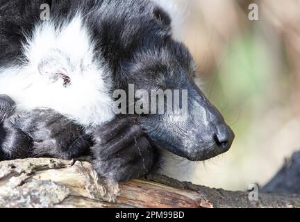 Lemure endemico ruffed bianco e nero (Varecia variegata subcincta) Foto Stock