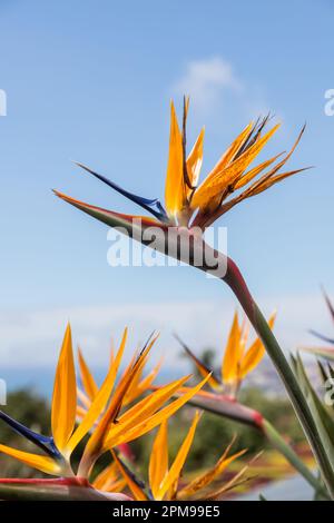 Uccello del fiore Paradiso, Strelitzia reginae Foto Stock