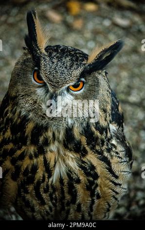 Turbary Woods, Lancashire Foto Stock