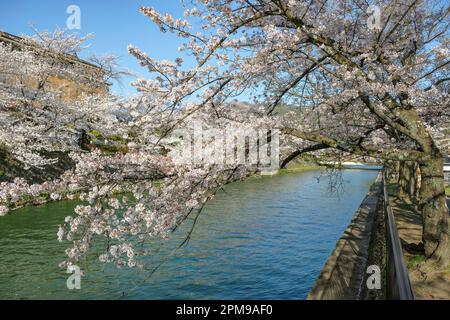 Viste del canale Okazaki con fiori di ciliegio a Kyoto, Giappone. Foto Stock