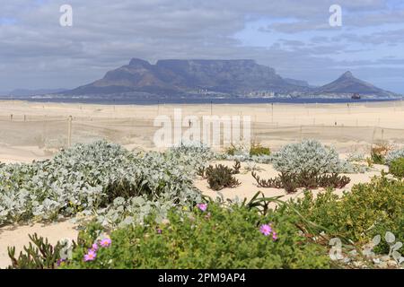 Una vista di Table Mountain da Bloubergstrand. Foto Stock
