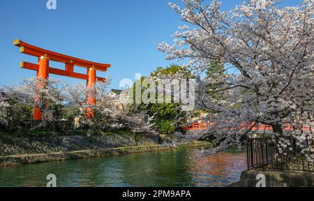 Kyoto, Giappone - 28 marzo 2023: Viste del canale Okazaki con fiori di ciliegio e del Santuario Heian Jingu Grand Torii a Kyoto, Giappone. Foto Stock