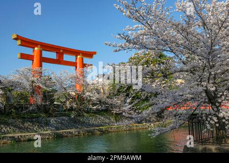 Kyoto, Giappone - 28 marzo 2023: Viste del canale Okazaki con fiori di ciliegio e del Santuario Heian Jingu Grand Torii a Kyoto, Giappone. Foto Stock