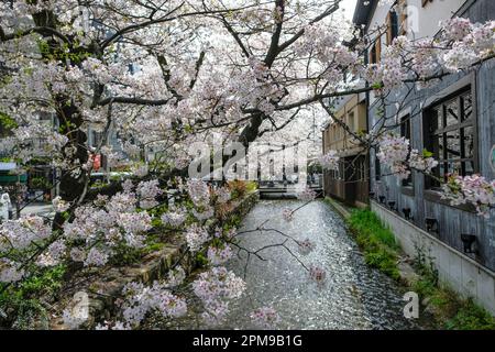 Kyoto, Giappone - 31 marzo 2023: Fioritura dei ciliegi sul fiume Takase in via Kiyamachi a Kyoto, Giappone. Foto Stock