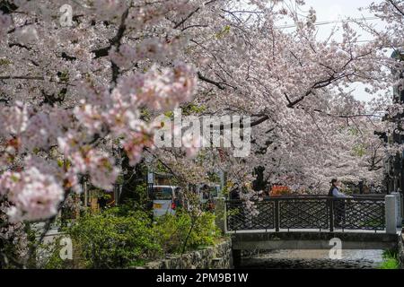 Kyoto, Giappone - 31 marzo 2023: Fioritura dei ciliegi sul fiume Takase in via Kiyamachi a Kyoto, Giappone. Foto Stock