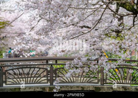 Kyoto, Giappone - 31 marzo 2023: Fioritura dei ciliegi sul fiume Takase in via Kiyamachi a Kyoto, Giappone. Foto Stock