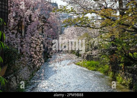 Fiori di ciliegio sul ponte Tatsumi del canale Shirakawa nel quartiere Gion di Kyoto, Giappone. Foto Stock