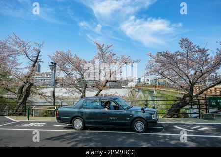 Okayama, Giappone - 4 aprile 2023: Un taxi vicino alla fioritura dei ciliegi a Okayama, Giappone. Foto Stock