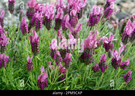 Foto di fiori di lavanda lavandula stoechas bandera rosa profonda lavanda spagnola Foto Stock