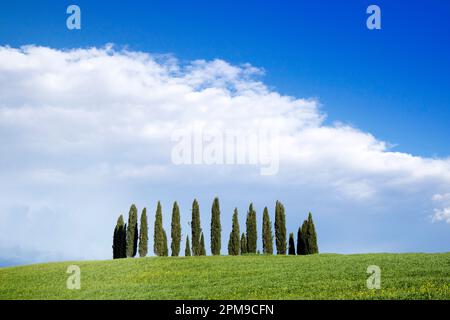 Documentazione fotografica dei cipressi in provincia di Siena Toscana Italia Foto Stock