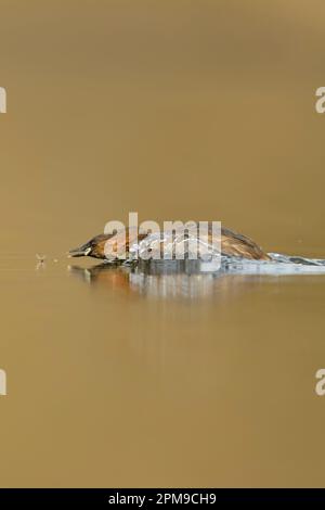 Tuffetto / Zwergtaucher ( Tachybaptus ruficollis ), adulto in abito di allevamento, in azione, a caccia di un insetto, la fauna selvatica, l'Europa. Foto Stock