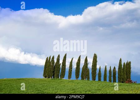 Documentazione fotografica dei cipressi in provincia di Siena Toscana Italia Foto Stock