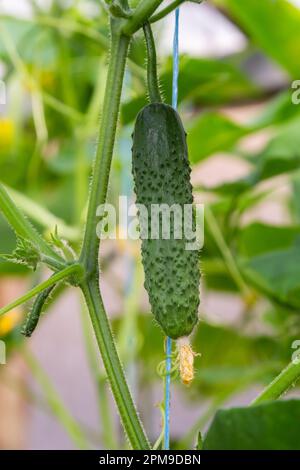 Giovani verdure di cetrioli verdi appese su liane di piante di cetriolo in casa verde. Foto Stock