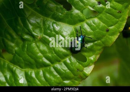 Colorful Dognane Leaf Beetle Chrysochus auratus su grande foglia verde. Foto Stock