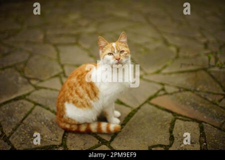 Gatto bianco rosso riposa in un giardino di primavera su un pavimento di pietra mossy Foto Stock