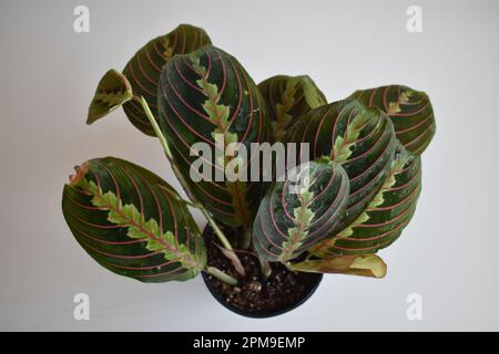 Pianta di preghiera rossa. Maranta leuconeura. Foto Stock