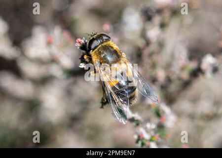 La mosca del drone comune, Eristalis tenax, una specie di mosca del volo che è un insetto mimico dell'ape, Inghilterra, Regno Unito Foto Stock