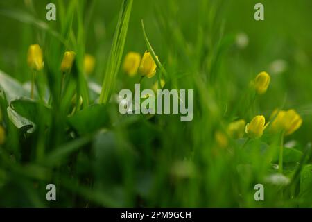 piccoli fiori gialli crescono in un giardino primaverile. Foto Stock