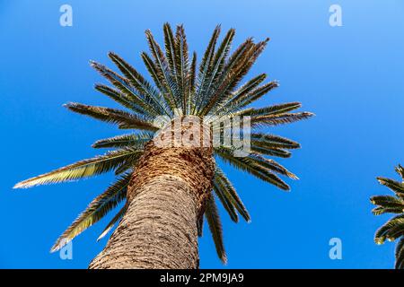 Vista dal basso sulla cima della palma con cielo e nuvole. Destinazioni di viaggio. Vista dal basso texture di tronco di palma su sfondo di foglie di palma e cielo blu. Concetto di viaggio in paesi esotici. Foto Stock