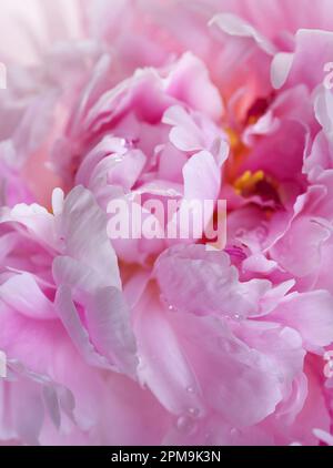 Doppia Peonia Rosa: Primo piano con soft focus, immagine in studio delle file multiple di petali rosa chiaro che si stagliano dal centro della Peonia Foto Stock