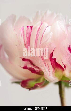 Macro di alto livello, soft focus, immagine in studio (sfondo bianco) di una peonia rosa pallido e bianca marmorizzata con lampone: Paeonia Lactiflora Candy Stripe, Foto Stock