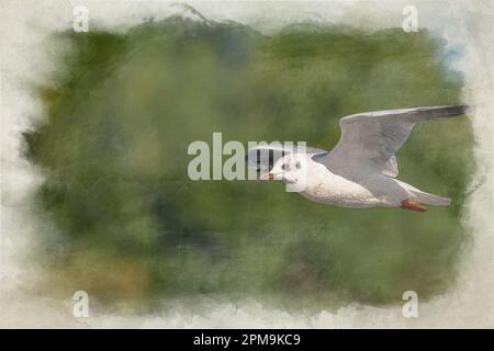 Acquerello digitale di gabbiani con testa nera in volo. Gabbiani non riproduttori con testa nera e piumaggio invernale. Foto Stock