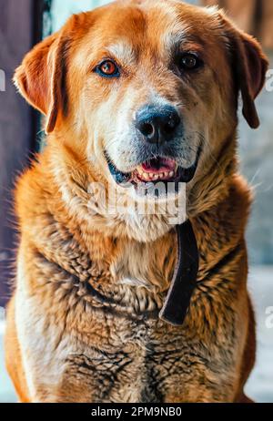 Un ritratto di un cane da compagnia tedesco Shepherd Lab. Foto Stock