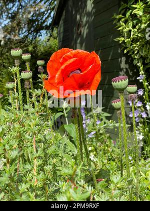 Il Giardino dei Gardners Poppy Foto Stock