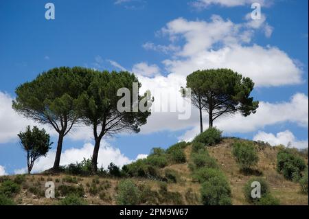 Valle dei vulcani. Logudoro Meilogu.Paesaggio vicino a Siligo. Sardegna. Italia Foto Stock