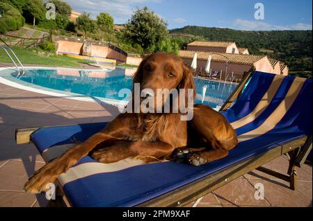 cuccia per cani in piscina, rilassati su una sdraio da spiaggia Foto Stock