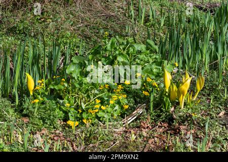 Lysichiton Americanus (American Skunk Cabbage) cresce in un giardino a lato della strada con Marais e Flag Iris. Foto Stock
