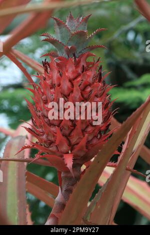 Bromeliaceae ananas bracteatus in natura Foto Stock