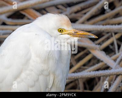 Egret bovino adulto (Bubulcus ibis) al gelo, Ouse washes, Cambridgeshire, Inghilterra Foto Stock